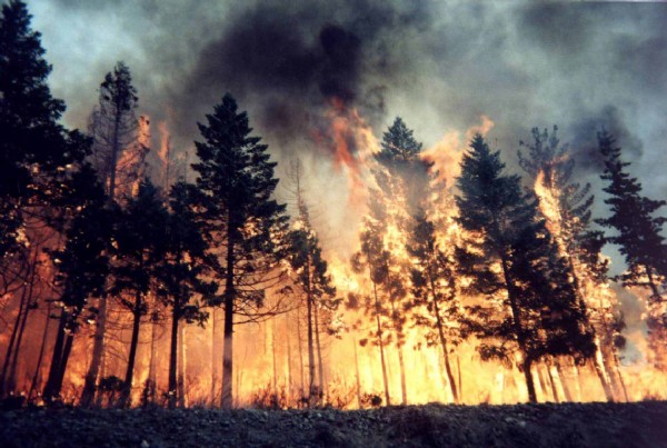 Fransa'da orman yangınları bitmiyor! 47 bin 286 hektar yeşil alan heba oldu!